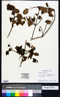 Quercus myrtifolia image