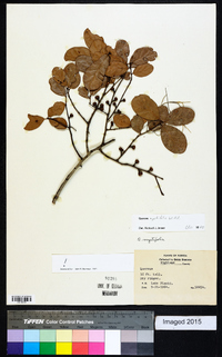 Quercus myrtifolia image