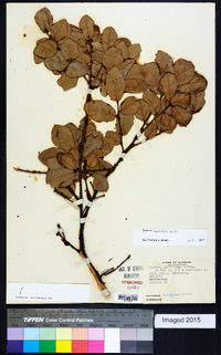 Quercus myrtifolia image