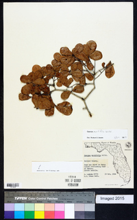 Quercus myrtifolia image
