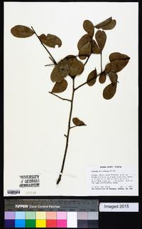 Quercus myrtifolia image