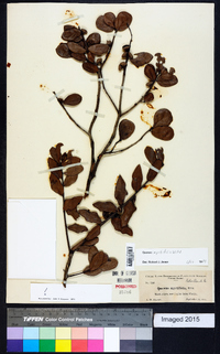 Quercus myrtifolia image