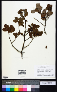 Quercus myrtifolia image