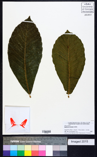 Quercus oocarpa image