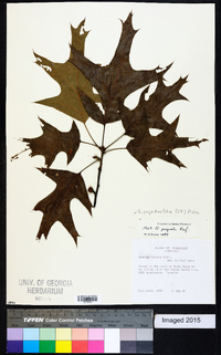 Quercus pagoda image
