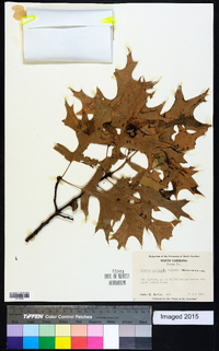 Quercus palustris image