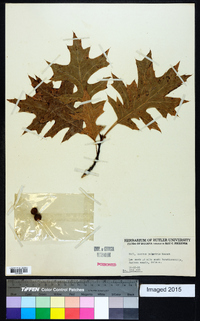 Quercus palustris image