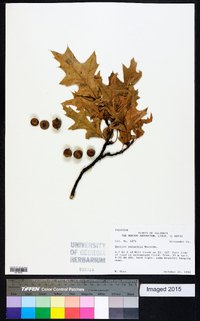 Quercus palustris image