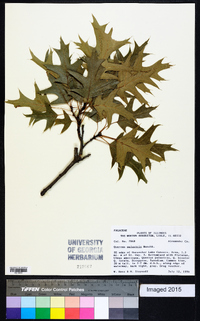 Quercus palustris image