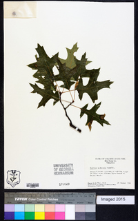 Quercus palustris image