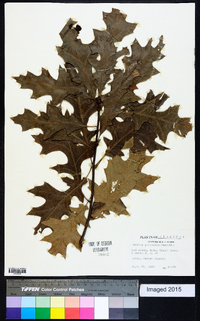 Quercus palustris image