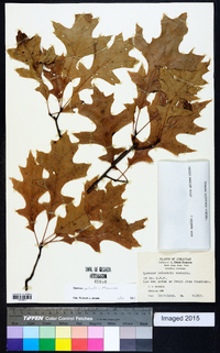 Quercus palustris image