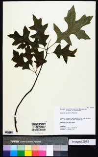 Quercus palustris image