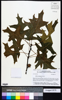 Quercus palustris image