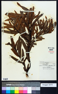 Quercus phellos image