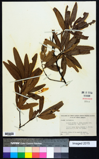 Quercus phellos image