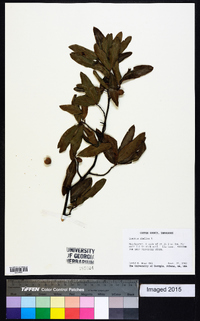 Quercus phellos image