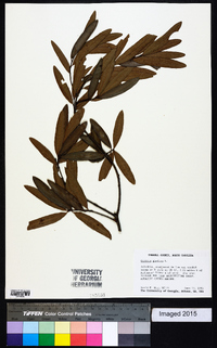 Quercus phellos image