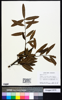 Quercus phellos image