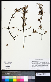 Quercus phellos image