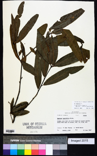 Quercus phellos image