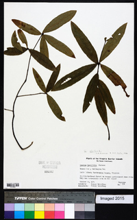 Quercus phellos image