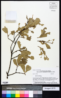 Quercus phellos image