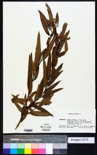 Quercus phellos image