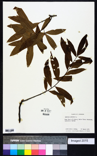 Quercus phellos image