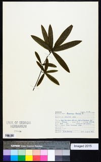 Quercus phellos image