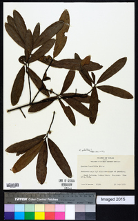 Quercus laurifolia image