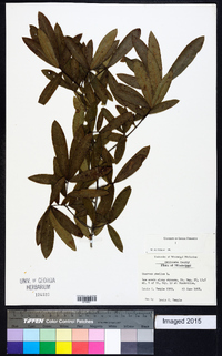 Quercus phellos image