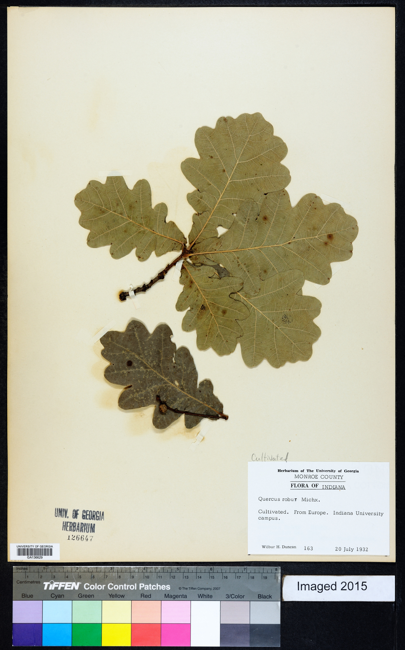 Quercus robur image