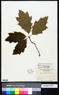 Quercus rubra var. borealis image