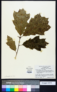 Quercus rubra var. rubra image