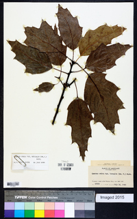 Quercus rubra var. borealis image