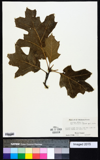 Quercus rubra var. borealis image