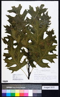 Quercus shumardii image