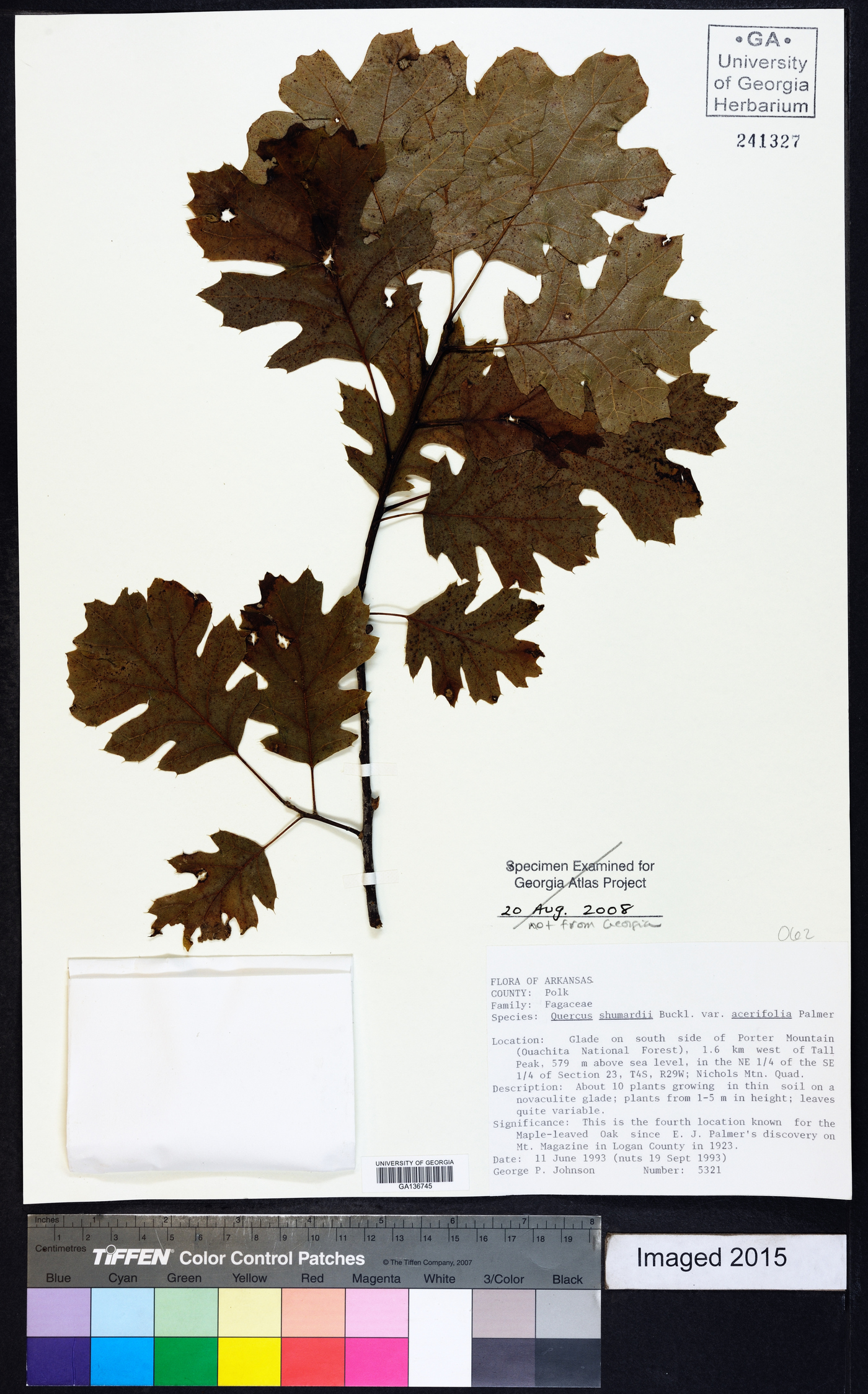 Quercus shumardii var. acerifolia image