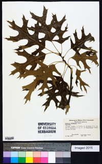 Quercus shumardii image