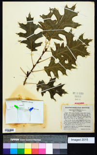 Quercus shumardii image