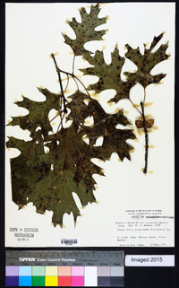 Quercus shumardii var. shumardii image