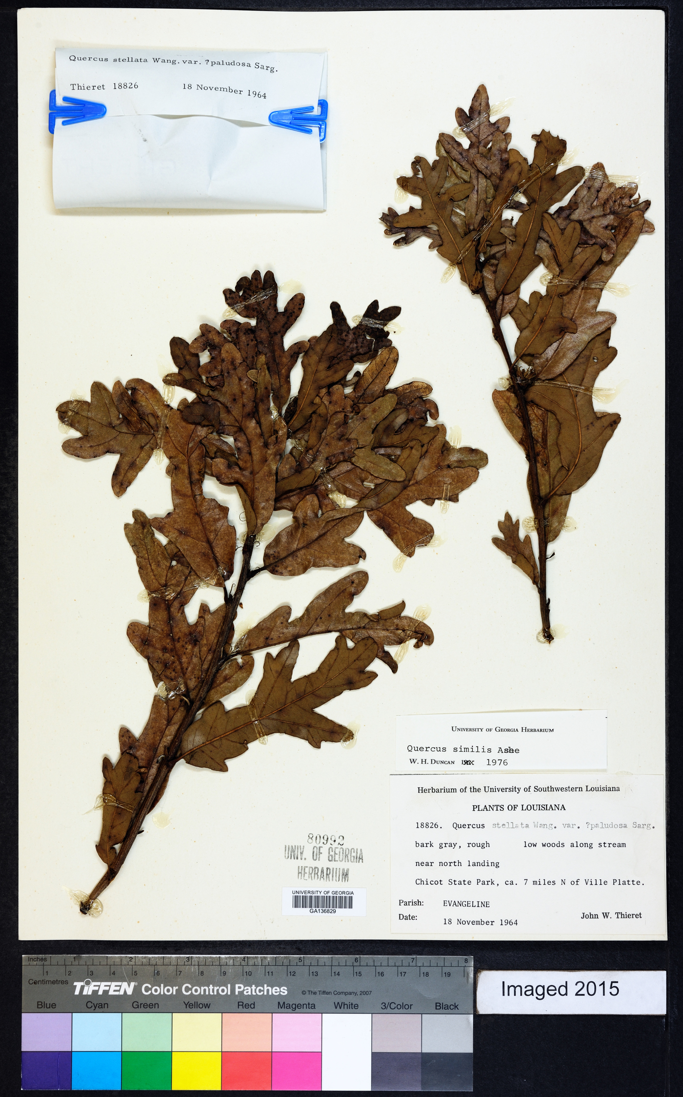 Quercus similis image