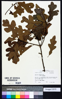 Quercus stellata var. stellata image