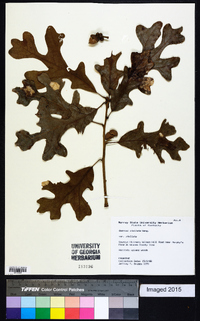 Quercus stellata var. stellata image