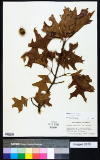 Quercus texana image