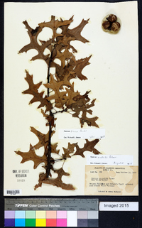 Quercus texana image