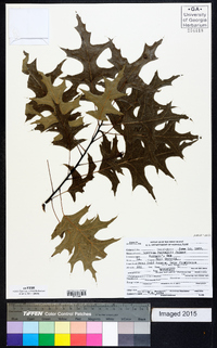 Quercus texana image