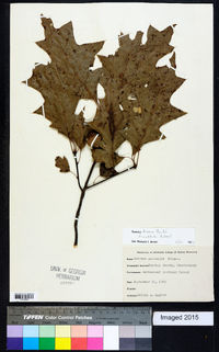 Quercus texana image