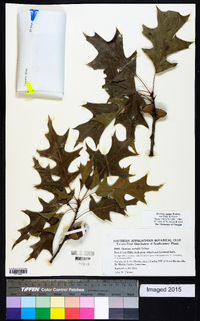 Quercus texana image